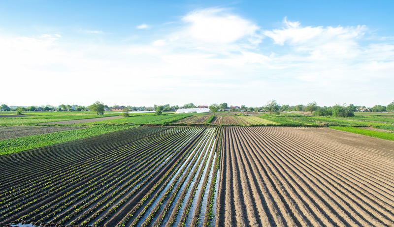 Irrigated field